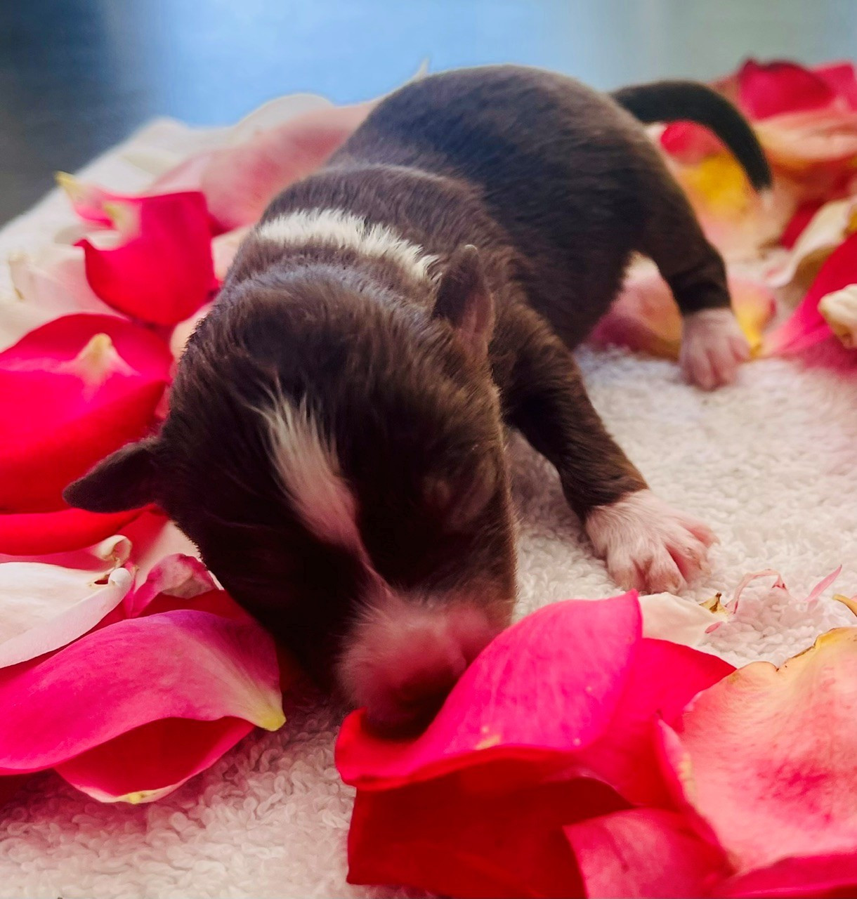 Magali Servonnet - Chiots disponibles - Berger Américain Miniature 