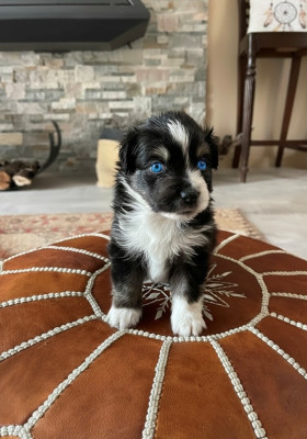 BUBBA